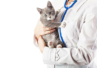 Vet with cat 200