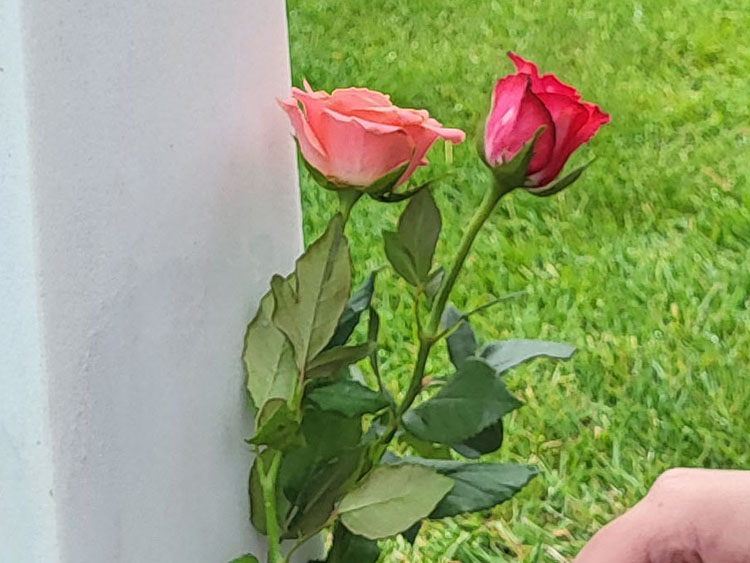 Een bloemetje voor onze adoptiesoldaat