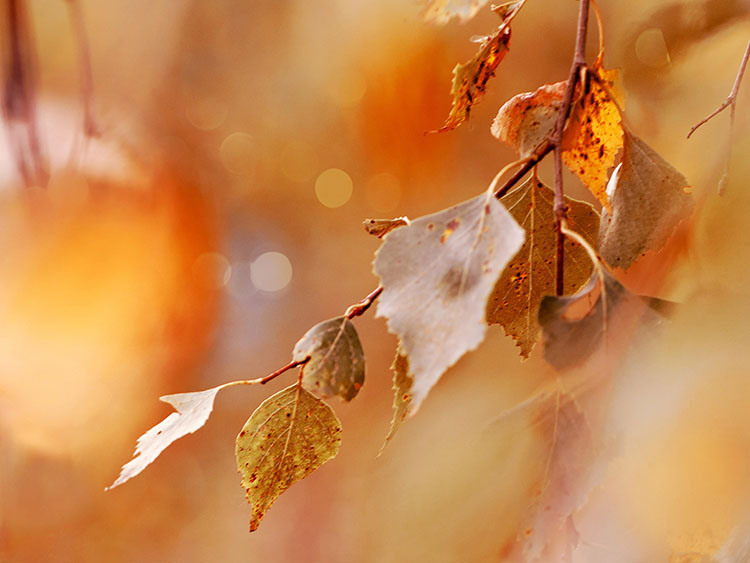 Herfstvakantie