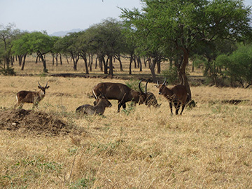 Blog: Internationale stage in Kitgum VI