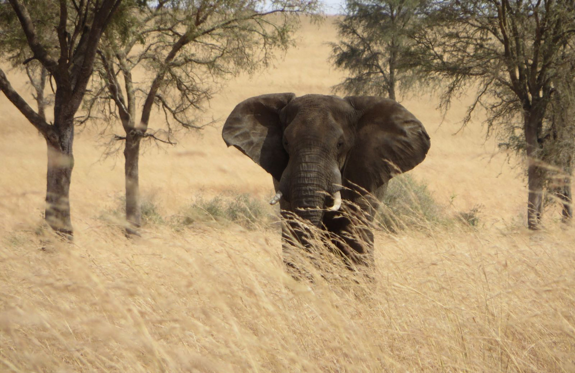 kitgum dag10 olifant 1920